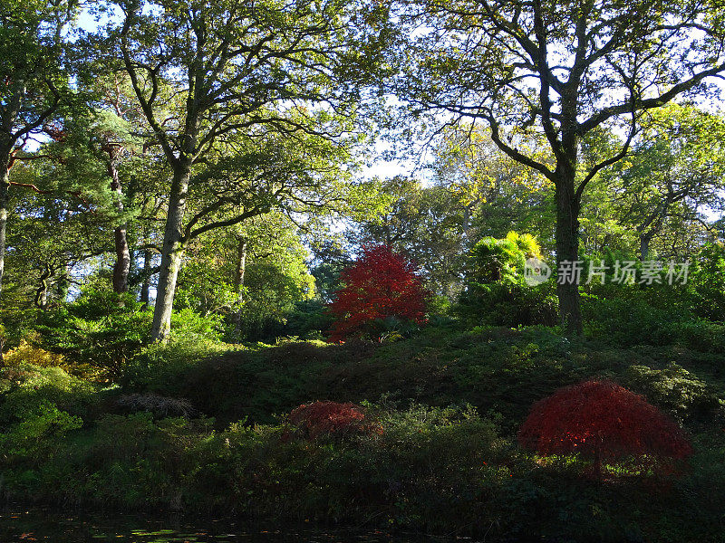 秋天的花园/秋天的颜色，红色的日本枫叶(槭)，英国橡树(栎)